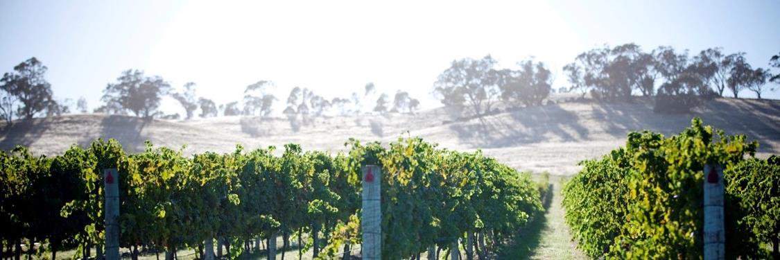 Fiona MacDonald banner