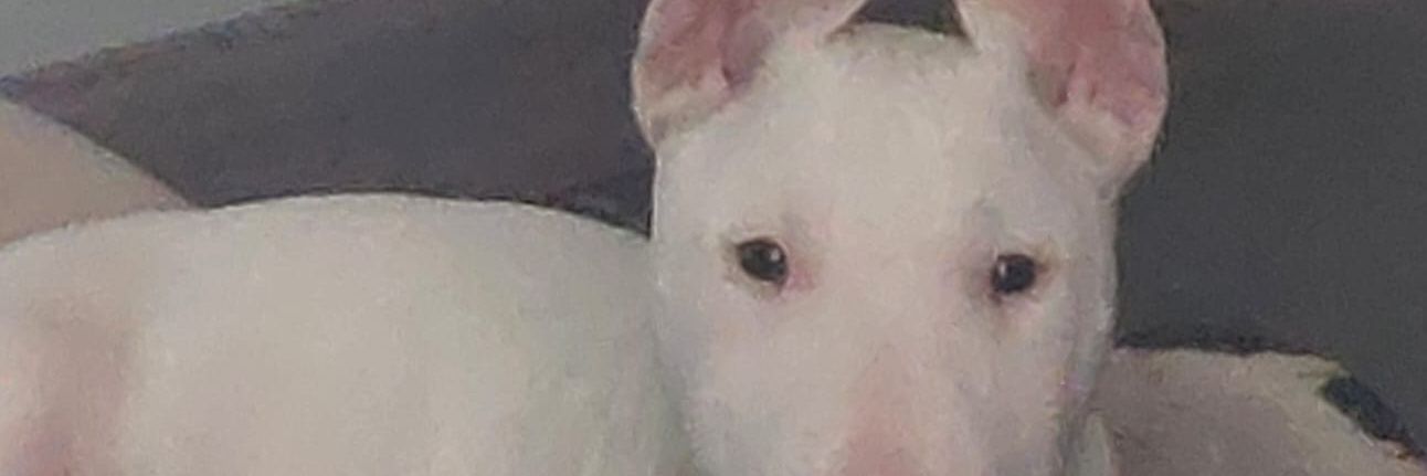 patomolinare's profile banner image