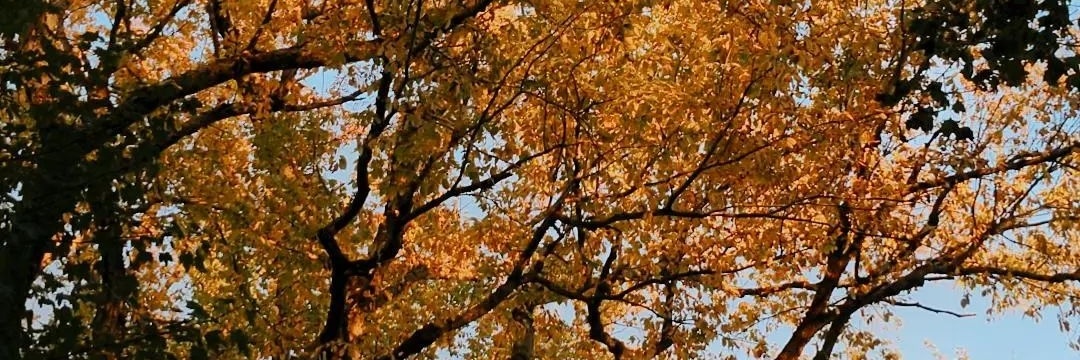 nill_senn's profile banner image