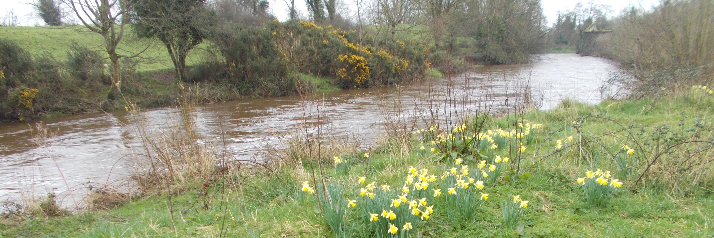 Prof Ita Richardson banner