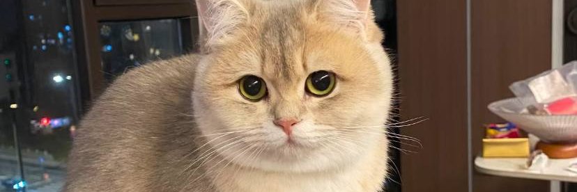 Alice_xr0f's profile banner image