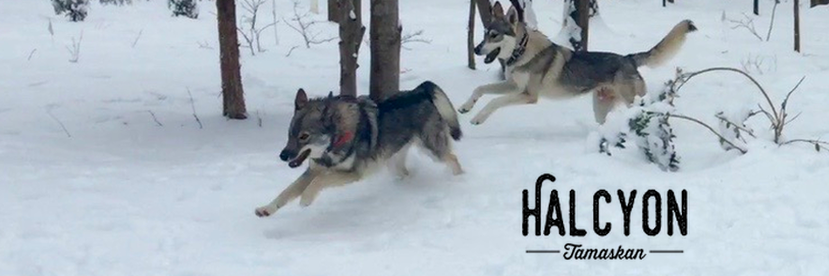 HalcyonTamaskan's profile banner image