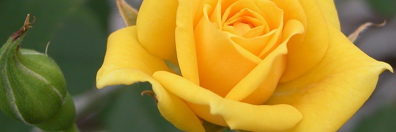 Sonya A. Goode banner