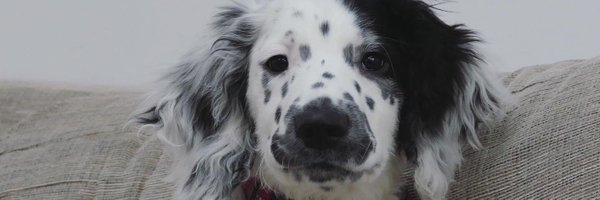 jamesdgreig Profile Banner