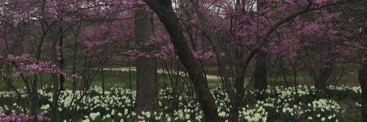 KmerossRoss's profile banner image