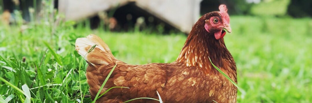 GrandViewFarm's profile banner image