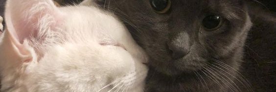 xujyaa's profile banner image