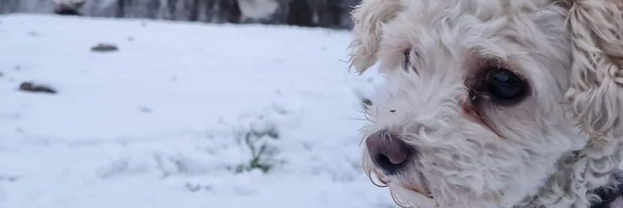 Deirdre O'Toole banner