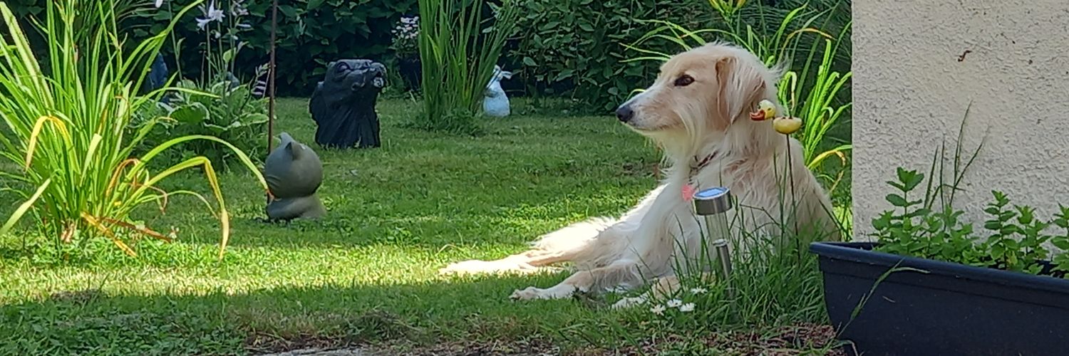 wishbonejeff's profile banner image