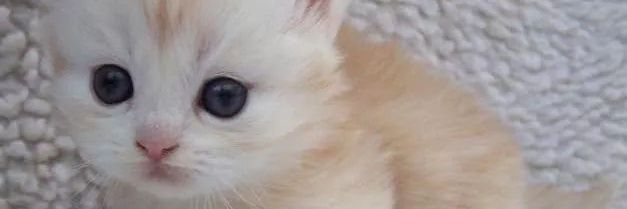 Wi_dya9's profile banner image
