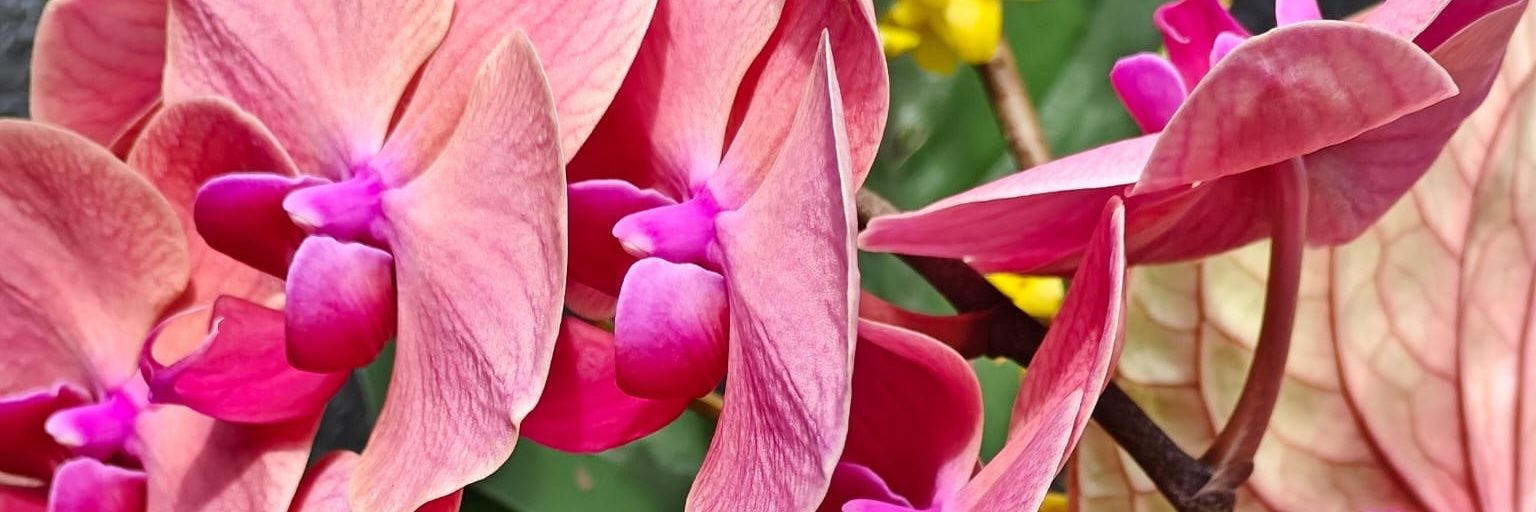 Ginkgo Florists banner