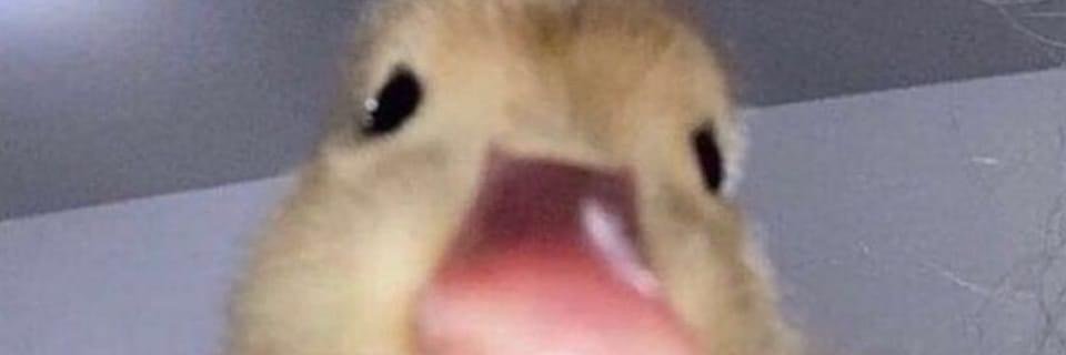 aduckthing's profile banner image