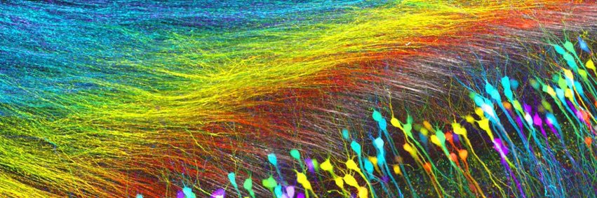 Henry 🌷🐿️ (🦋UXHenry) banner