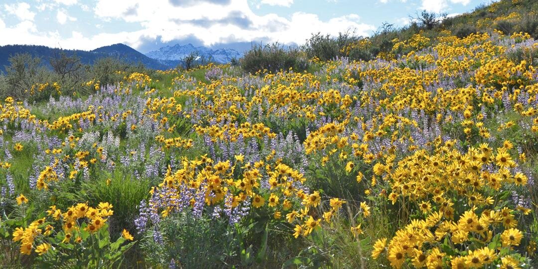MethowTweets's profile banner image
