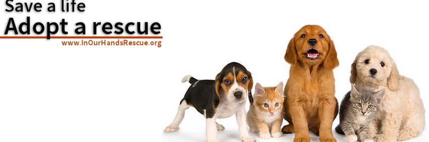 IOHRnyc's profile banner image