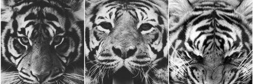 stanley_hattie's profile banner image