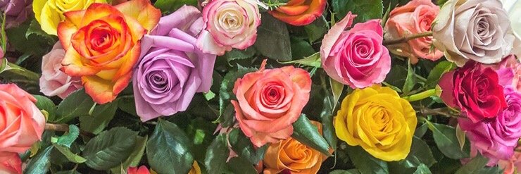 can_kuttya's profile banner image