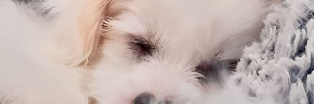 PathyCamargo1's profile banner image