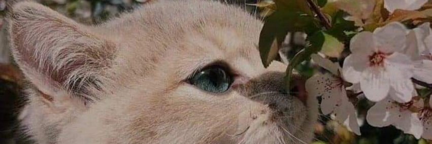 lesley_121's profile banner image