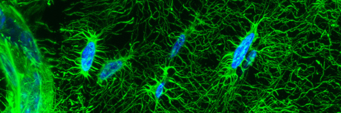 Christian S Wright banner