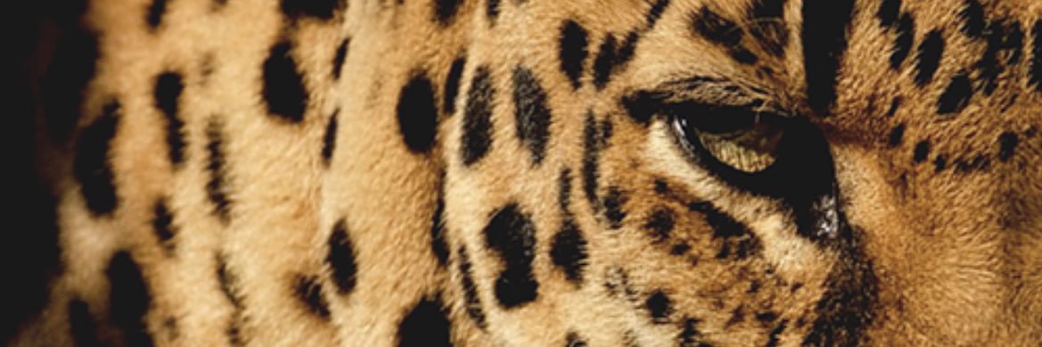 ceeelia16's profile banner image