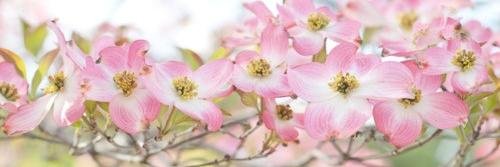 DomingoDaniela's profile banner image