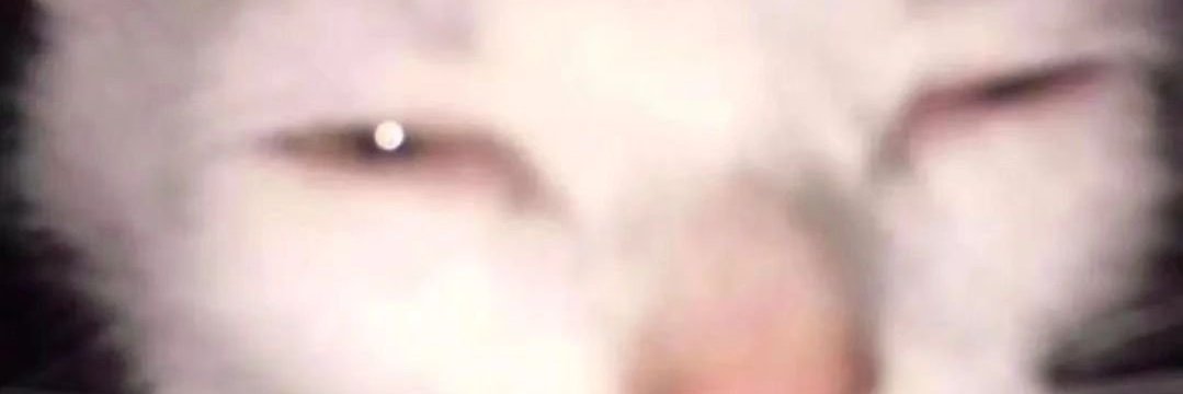 ✨Neetle's tweetles✨ banner