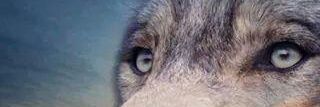 abubu_s's profile banner image