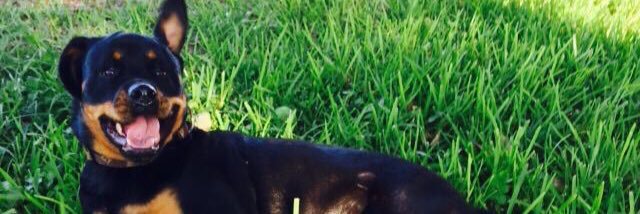 bellaservicedog's profile banner image