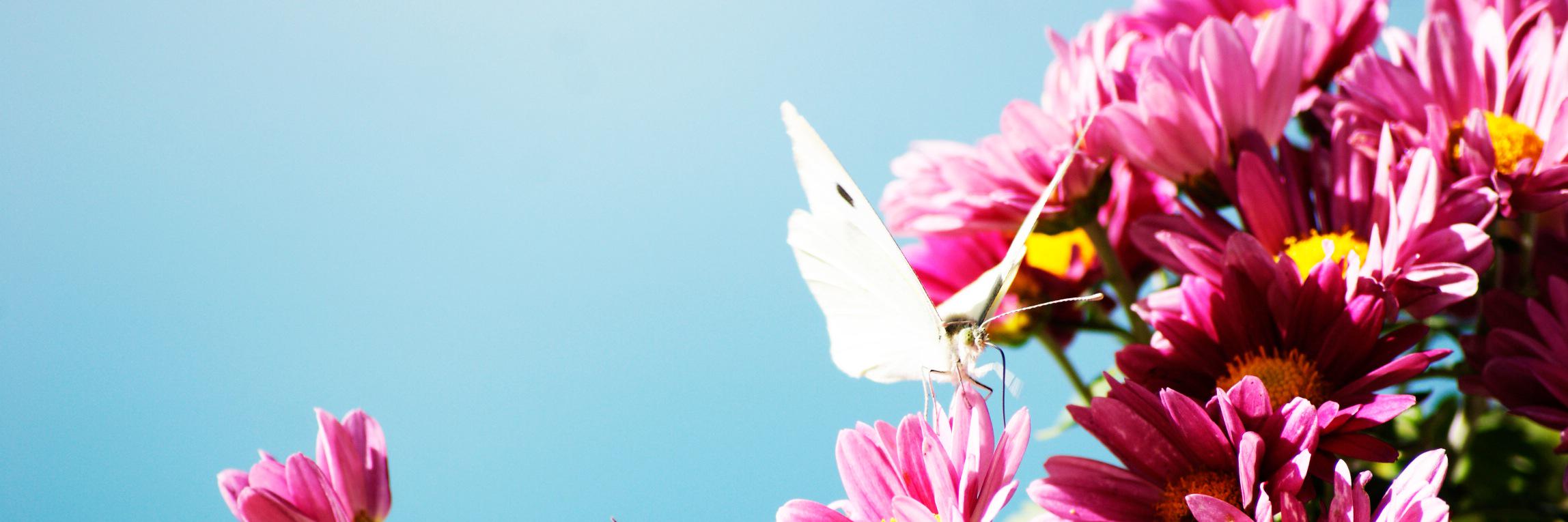 mjsanmoya's profile banner image