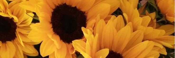 PauSotelo's profile banner image