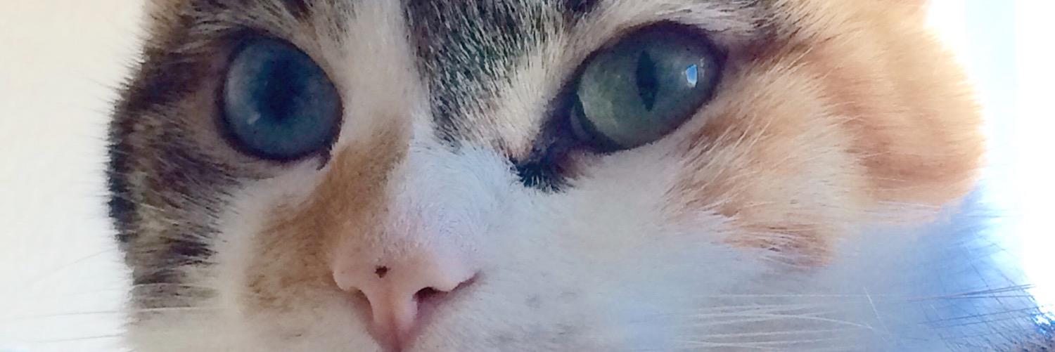 ZoeyModel's profile banner image