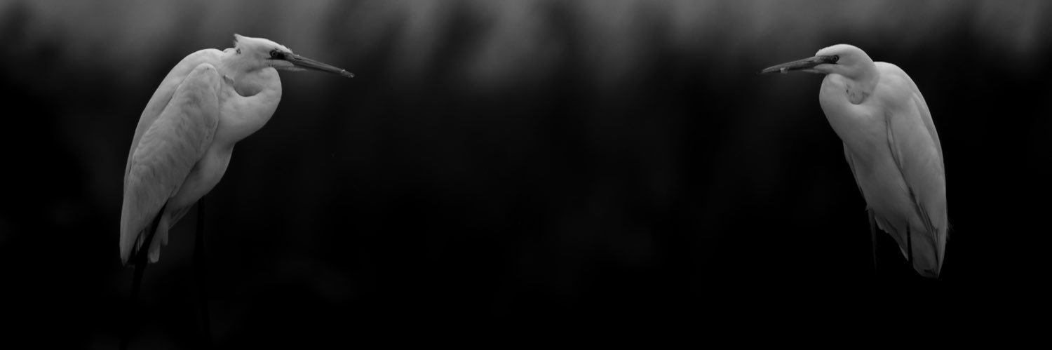 شطي الشطي banner