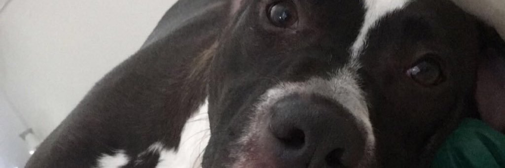 Lee Danielle Whitt banner