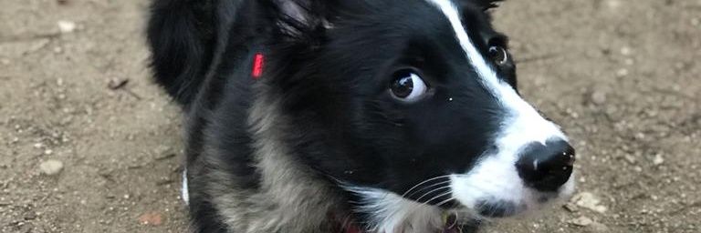 fran_jdq's profile banner image
