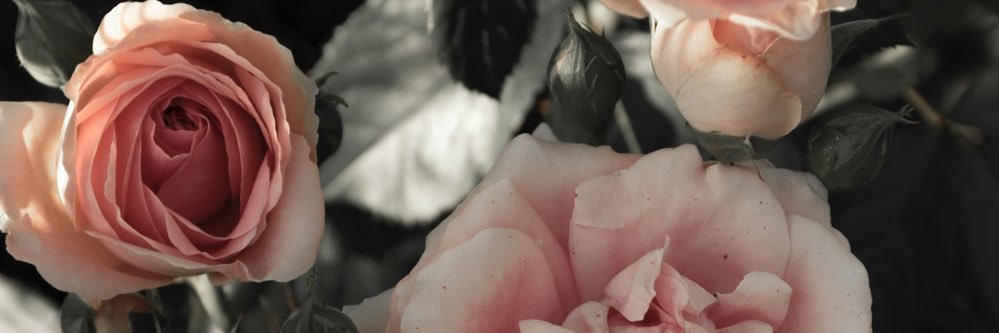 psychodreamerrr's profile banner image