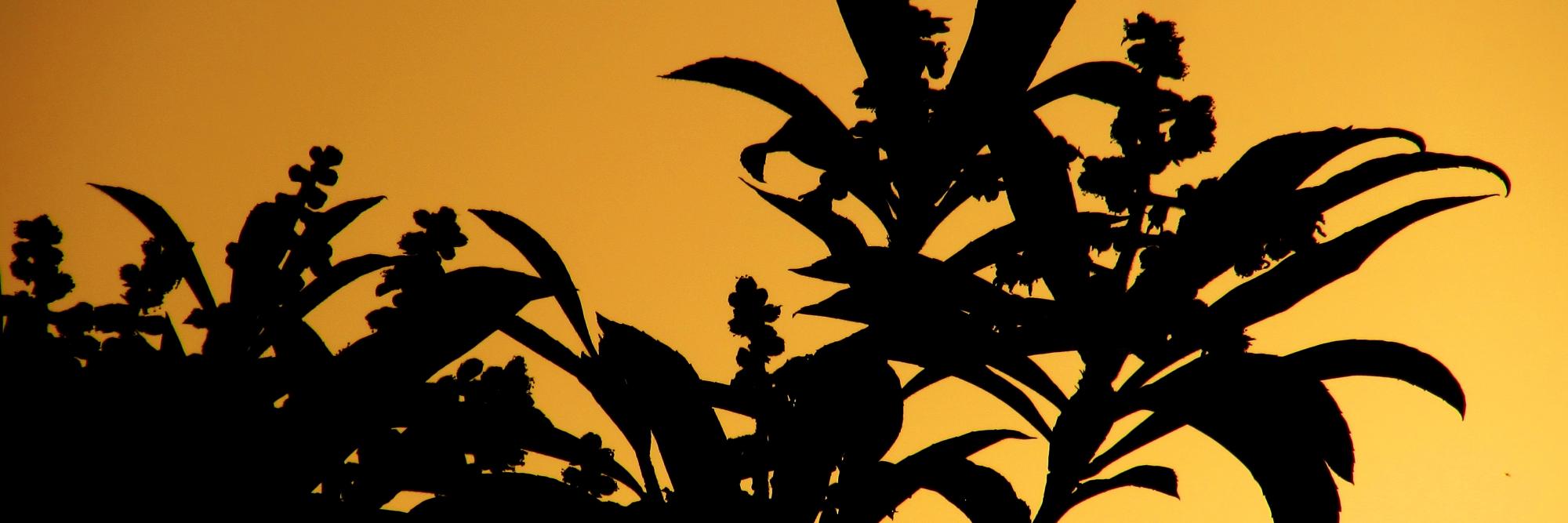 Quilhadj's profile banner image