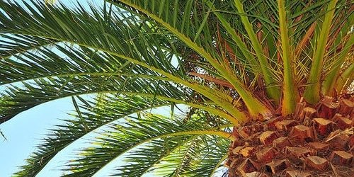 مزارع روضة النخيل العضوية banner