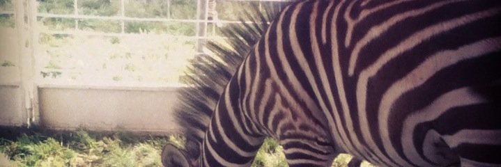 Catherine Bresner banner