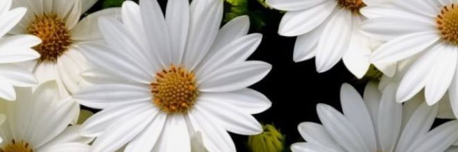 mocwb_'s profile banner image