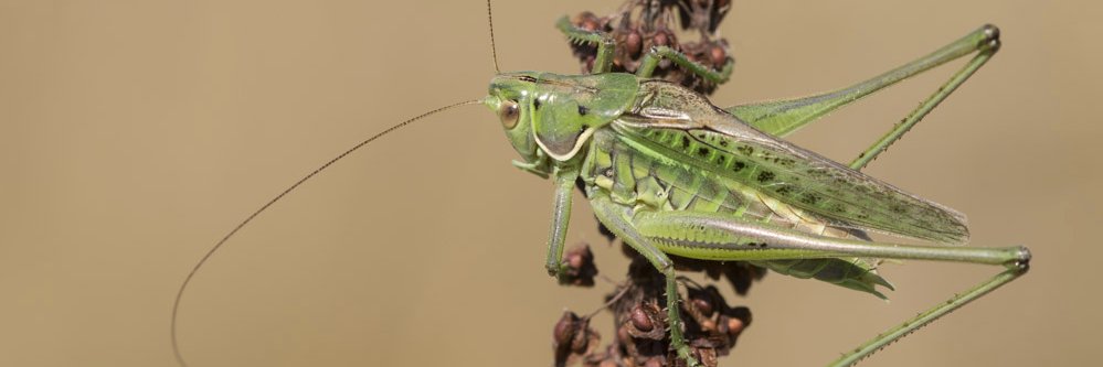 Orthoptera.ch banner