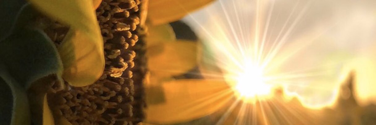 xmidecis's profile banner image