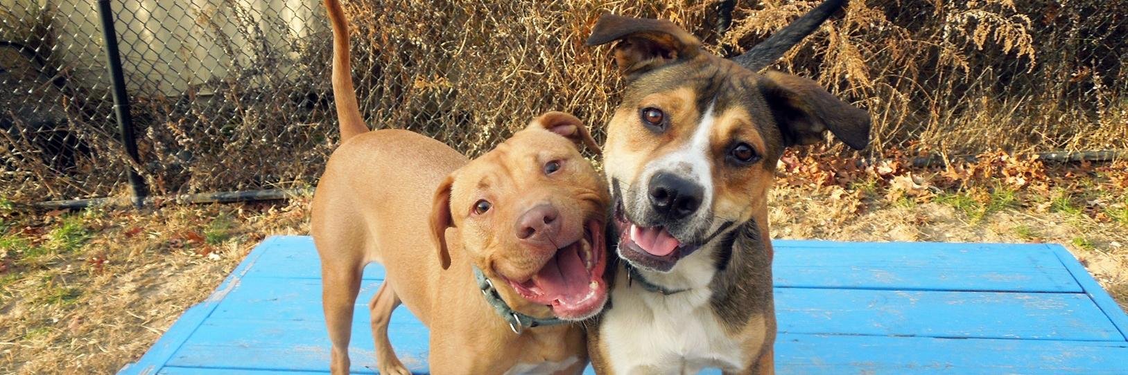 DogsPlayingForLife! banner