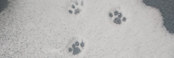 nekomeyome Profile Banner