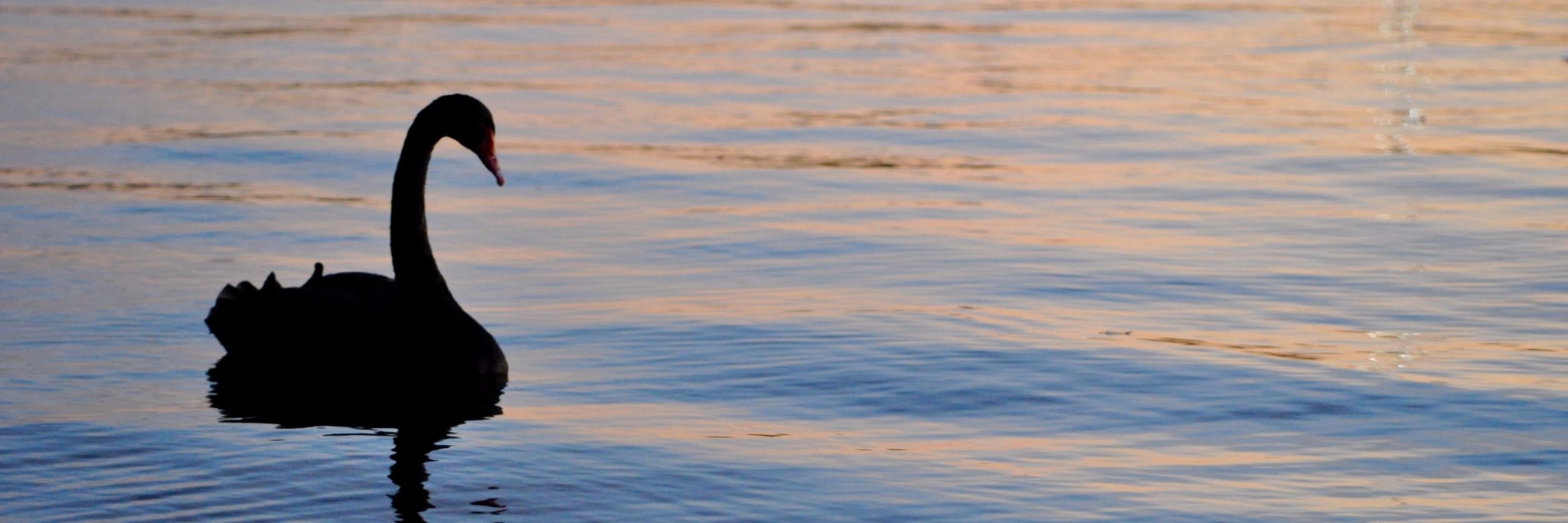 Cygnet PR banner