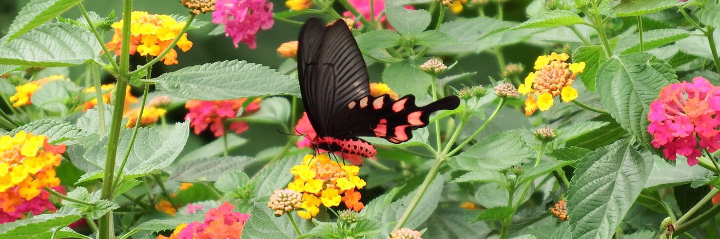 Insectos's profile banner image