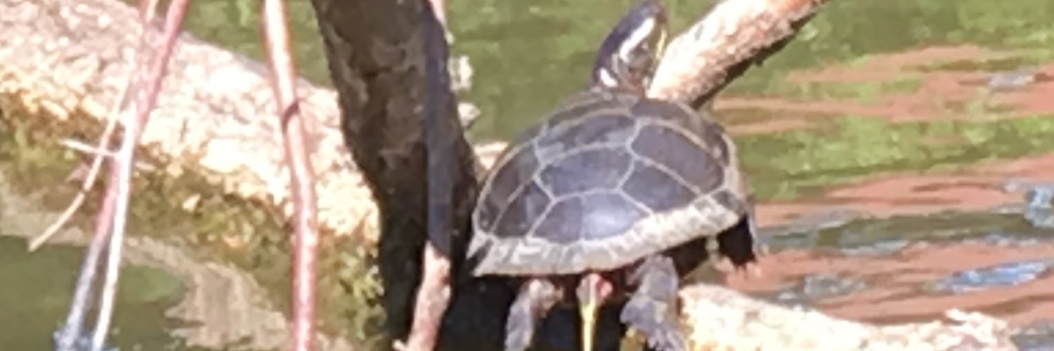 tamturtles's profile banner image