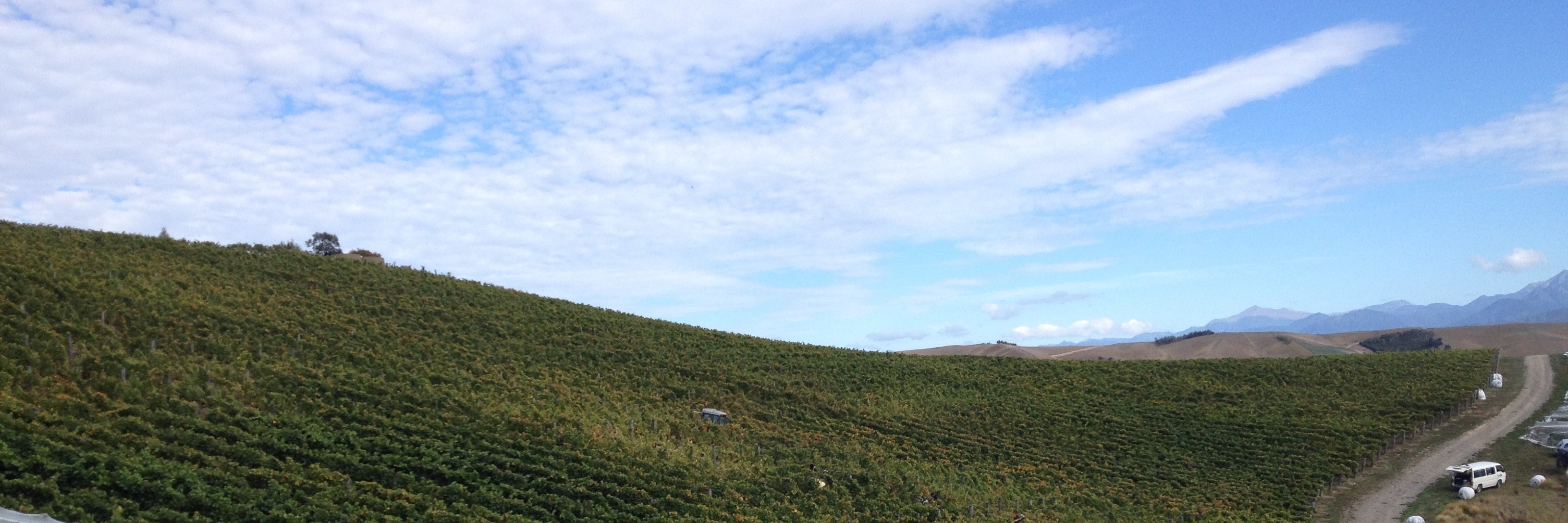corofinwine's profile banner image
