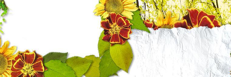 shafogarty's profile banner image
