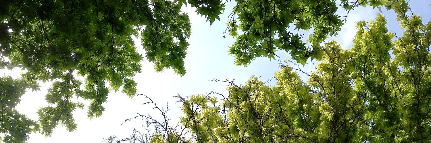 ArmanBorkhani's profile banner image